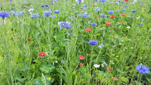 Blomsteräng - Bild 3