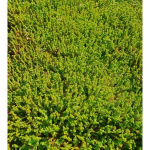 Sedummatta Mix - Avhämtning & Hemkörning