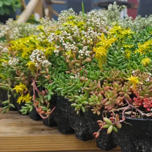 Sedumback BeGreen - Avhämtning & hemkörning