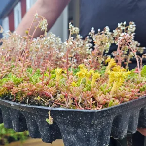 Sedumback Vegotek - Avhämtning & hemkörning