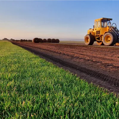 Bild i skymningen när en maskin skördar gräsmatta till rullgräs på Gräscenters egen gräsodling.